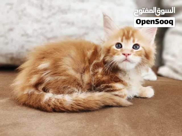 10-20k each XL maine coon pure champion lines