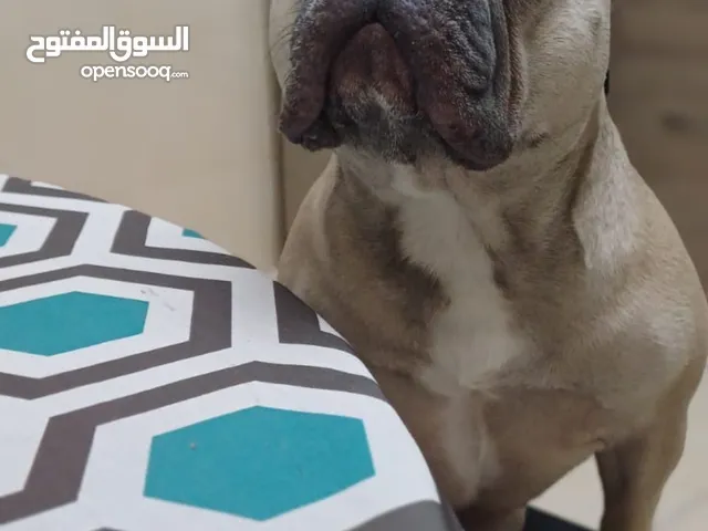 أنثى فرنش بولدوغ Female Frensh bulldog