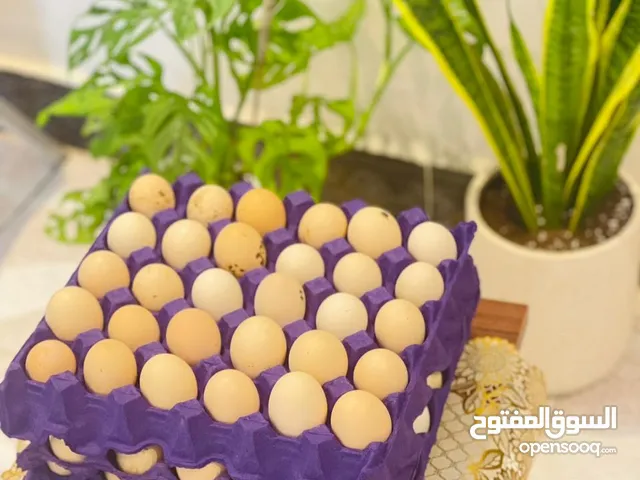 بيض دجاج عرب للبيع