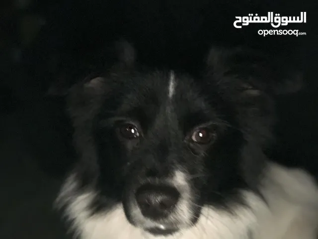 كلب لولو عمر2سنه وبنته للبيع عمر 3شهور