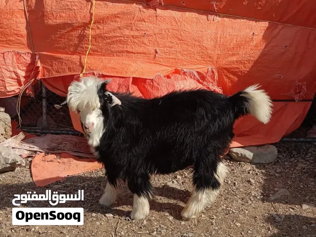 ما شاء الله تبارك الله جدايه سمينات للذبح أو تربيه مشروع فحل جداريه ما عليهن كلام