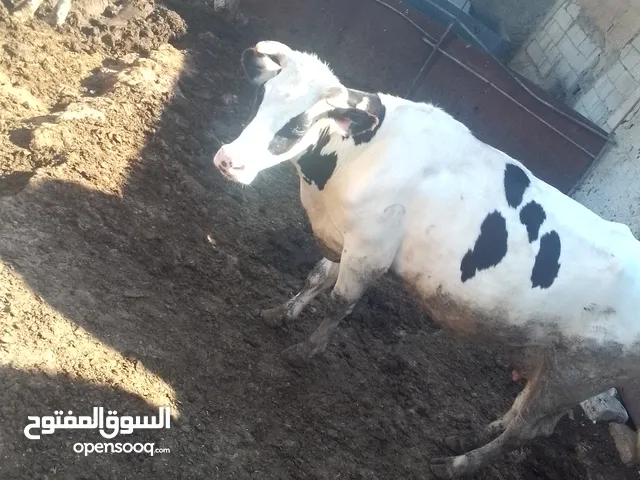 بقره عشار 7