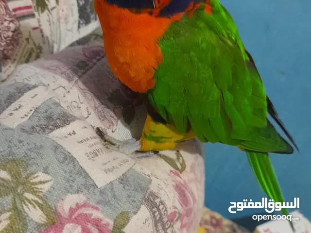 طائر لوري للبيع