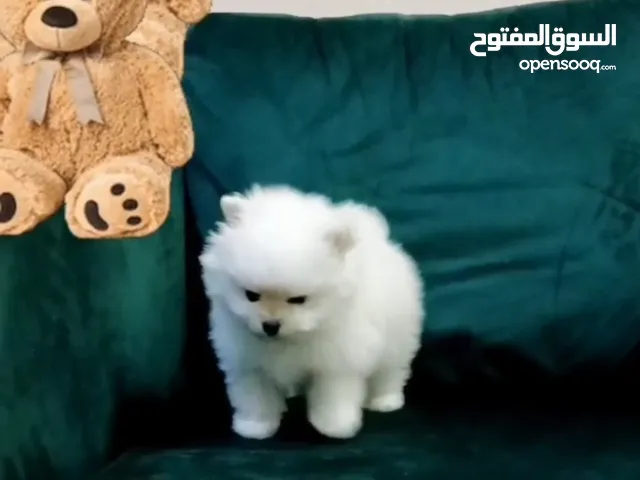 Pomeranian teddy bear face tea cup puppy