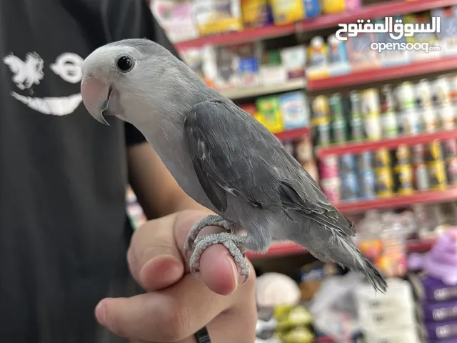 فحل روز وايت فيس اليف حمامة