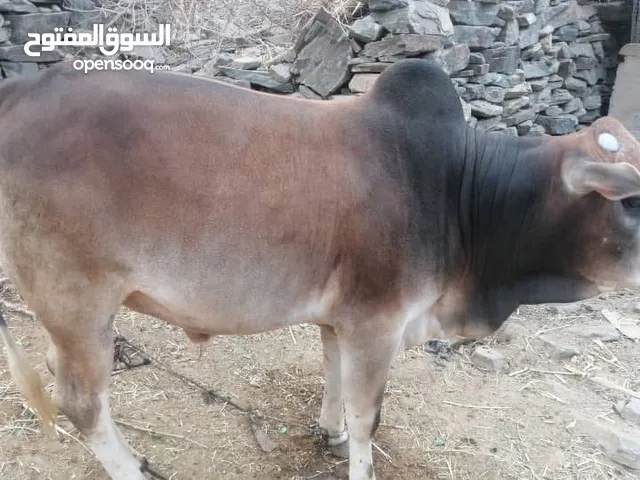 ثور بلدي عمره سنة و10 اشهر