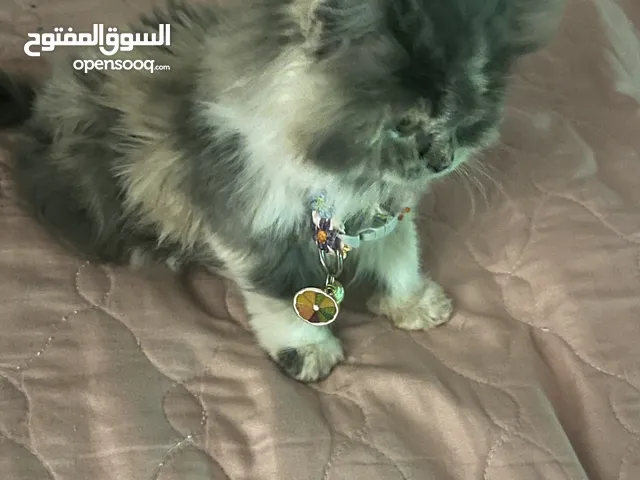 قطه او بزونه البيع شيرازي