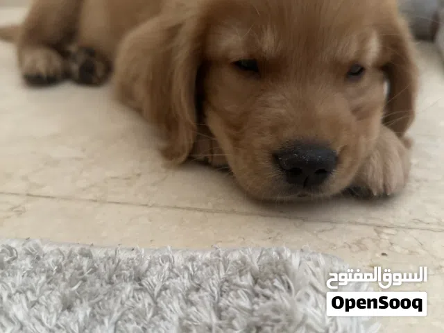 للبيع كلب جولدن مطعم مع الدفتر مدرب طاعه عمره شهرين ونص