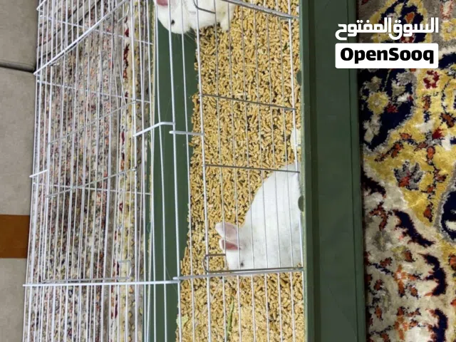 أرنبين معى قفص كبير والنشاره القفص متكامل والصحة ممتازة جداً الحمدلله ، اليفيين