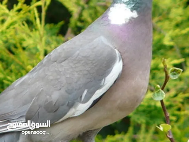 محتاج طيور طبان او ورشان بس كون زقار افضل