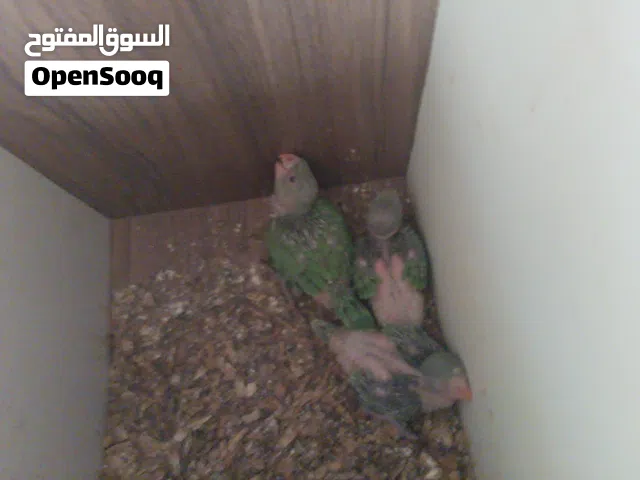 فروخ متو الاخضر للبيع