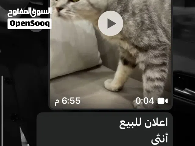للبيع قطوه ستريت