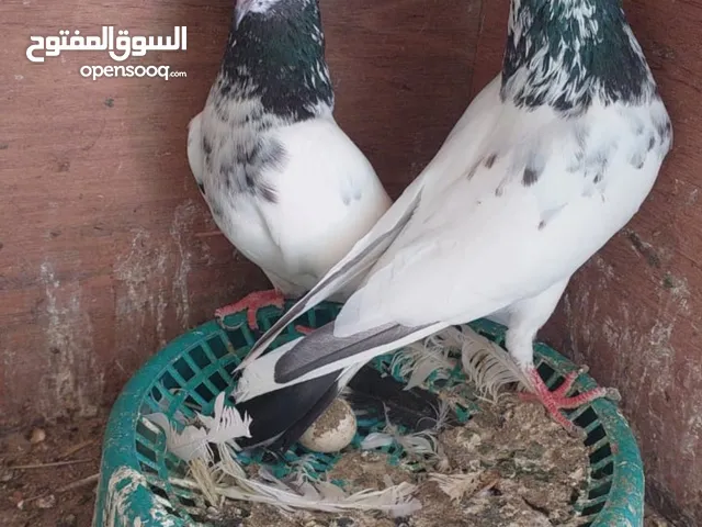 Pakistani pigeons