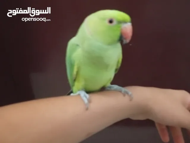 سلام عليكم ورحمة الله ببغاء دره هندي ذكر العمر سنة وثلاث شهور يغرد واليف جدا ما يعض ابدا مع قفص