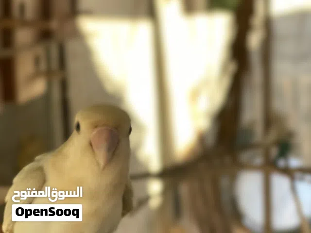 انته روز مروضه جاهزه (مصراته) لايوجد توصيل