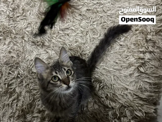 Cat for adoption