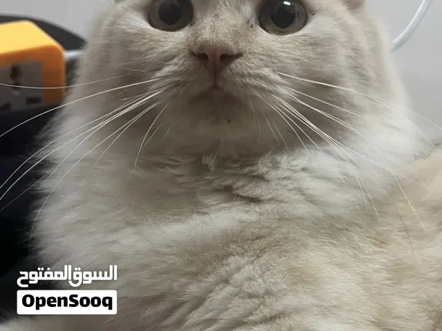 قطه شيرازيه جميله