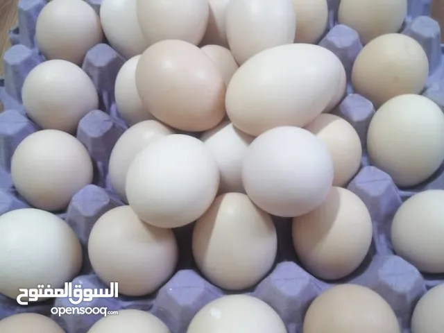 دحي براهمه سبرايت درجه اولى