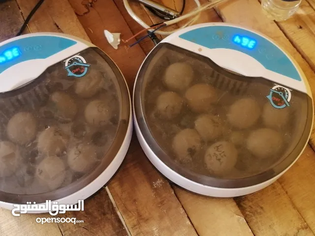 فقاسات بيض ثنتين