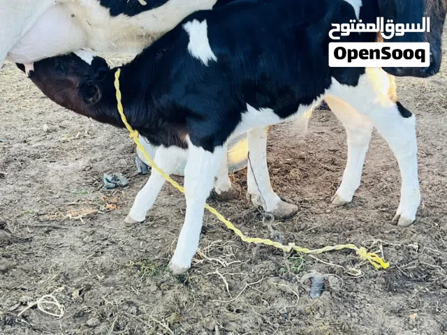 عجل الله يبارك للبيع