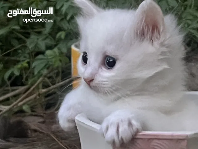 قطة شيرازي مع أطفالها