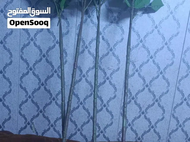 شجره جميل المنضره