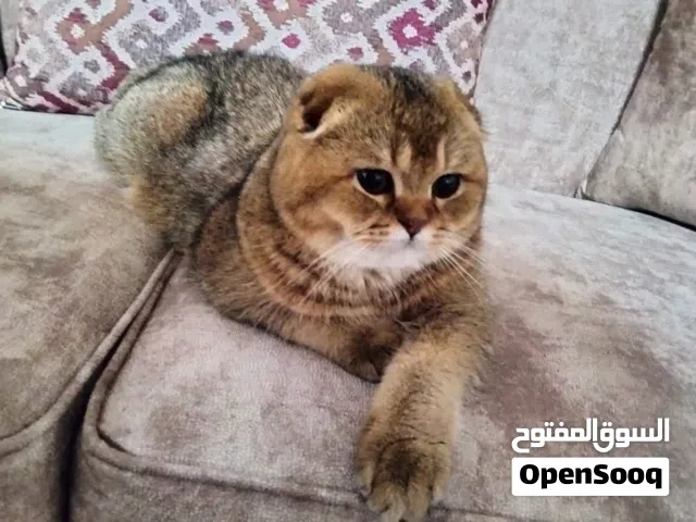 لعشاق الانتاج الاصلي ذكر للتزاوج تربل فولد بيور