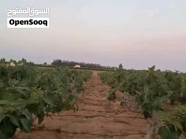 Farm Land for Sale in Matruh Alamein