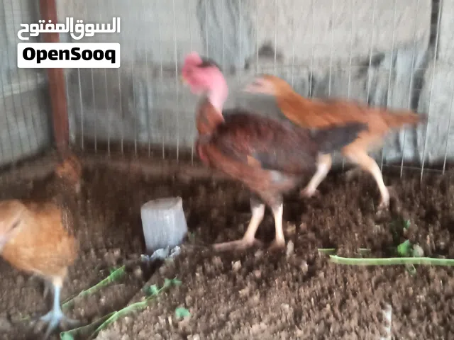 4دجاج للبيع