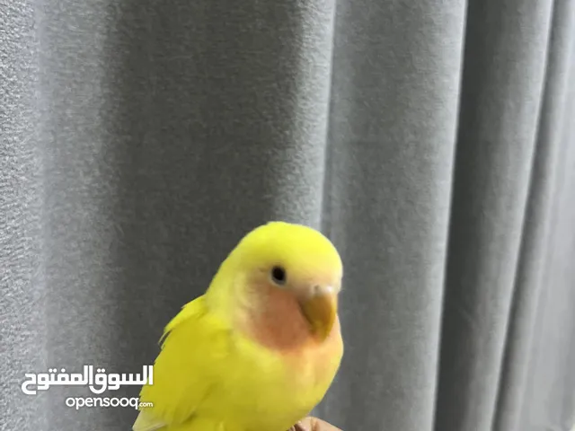 روز اليف جدا اللبيع