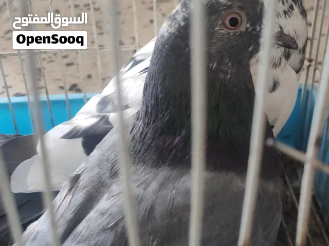 2 كوبيات باكستاني للبيع