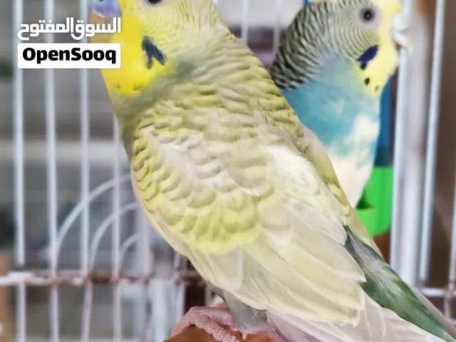 زوج بادجي اباء مع القفص والبياضة