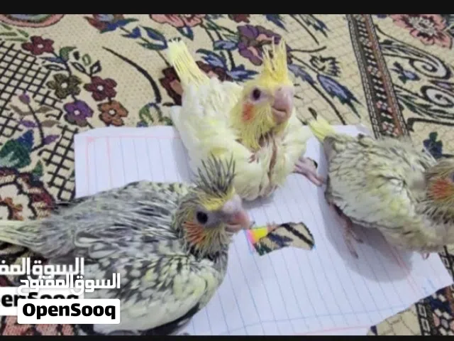 مطلوب فرخ كوكتيل
