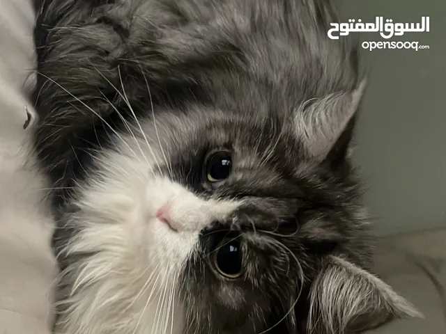 قطة شيرازية