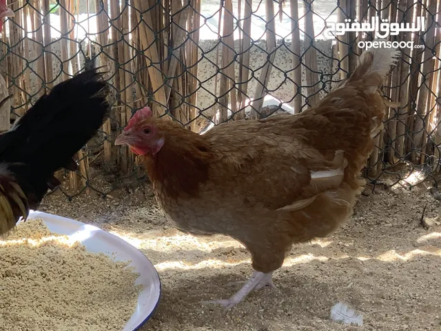 للبيع دجاج عماني العدد 12 السعر 35 درهم بياض موجود في العين