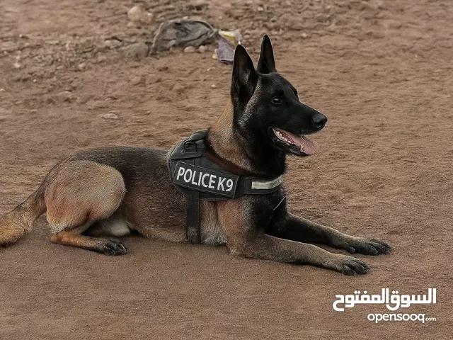 بيلجيم مالينو شرس للحراسه