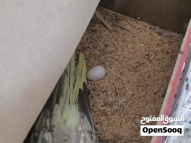 زوج كوكتيل للبيع