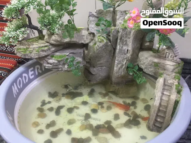 جزيره سمكك
