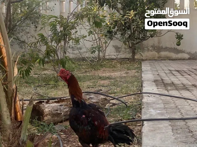 ديك للبيع ب15 قابل