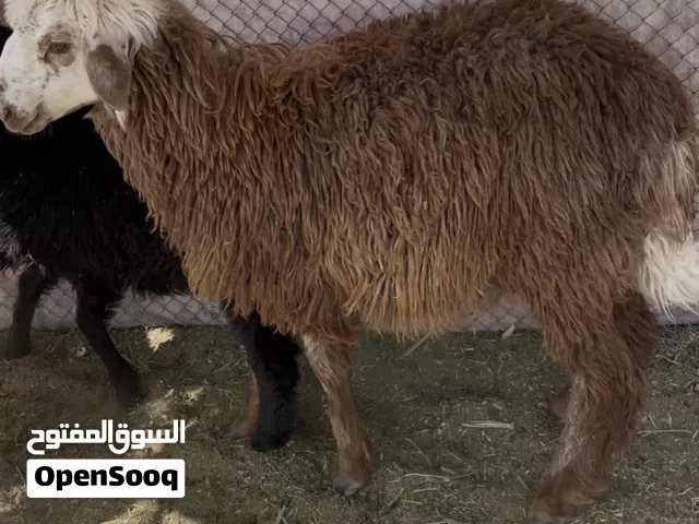 كبش فول سمنة