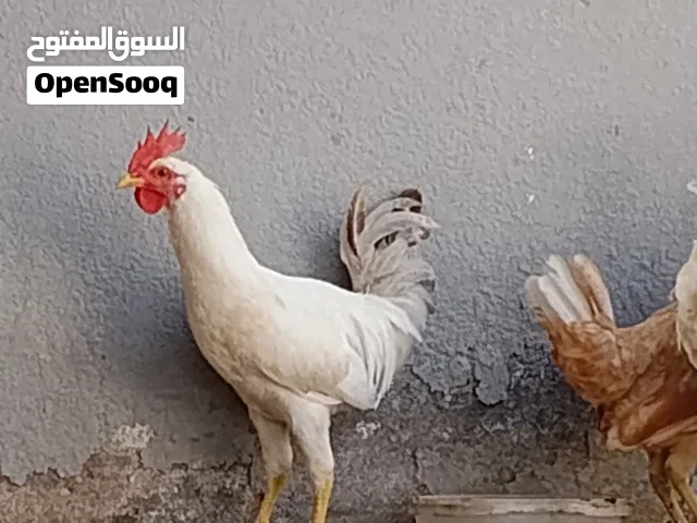 دجاج عماني للبيع شوف الوصف الي يريدهم يكلمني تو بجي صوب مسقط ونتلاقى إذا تريدهم