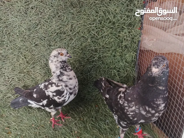 كوم 25 حبة تنضيف سطح بسعر حرق الله يبارك لصاحب النصيب