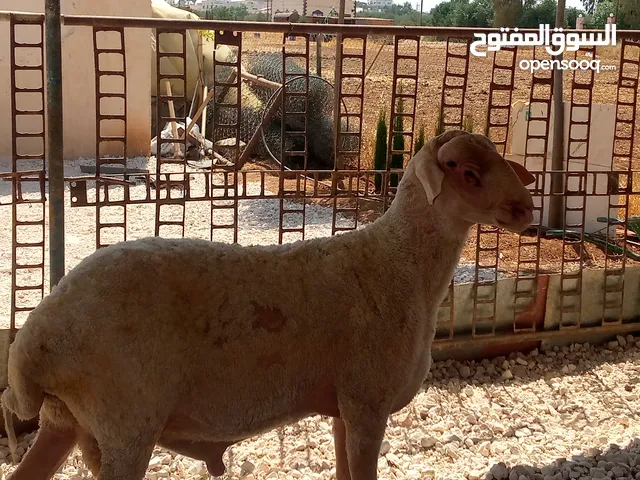 ثني مخلاع معه حبه