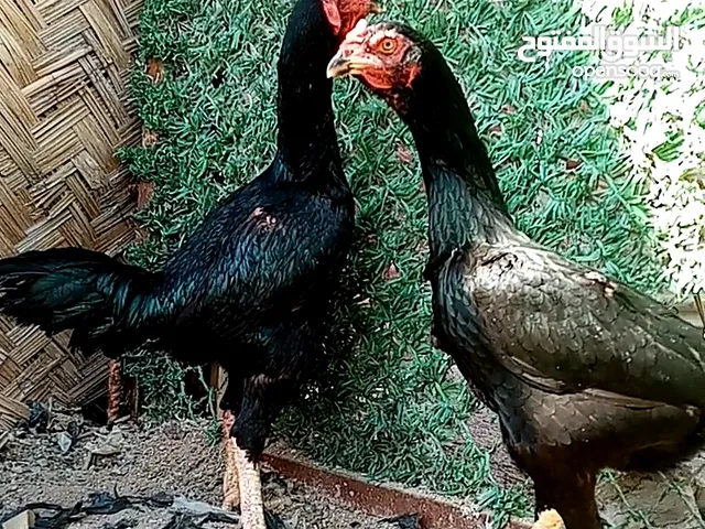 دجاج هندي شرط البيض والشد أقر الوصف