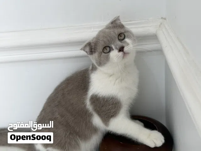 كباتن ممتازه للبيع اناث