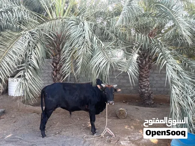 ضحية العيد ثور للبيع