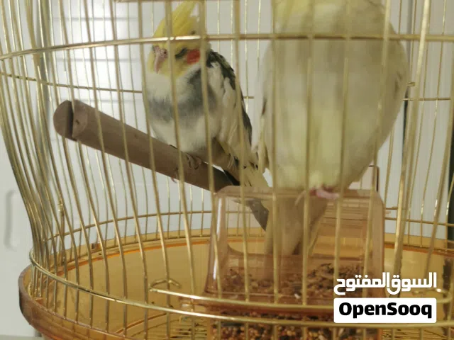 زوج كوكتيل أليفين للبيع