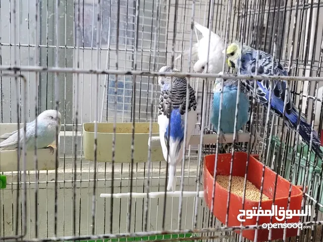 عصافير للبيع
