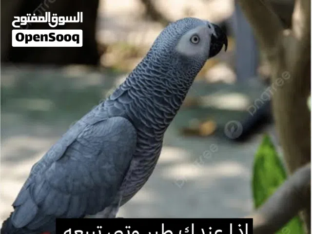 نشتري جميع انواع طيور