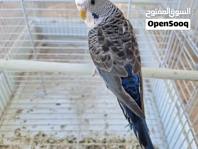 نتاية بلاك وينج